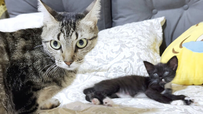 保護子猫と先住猫の初対面