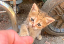 引き留める子猫