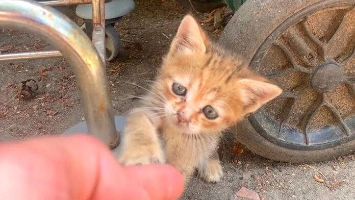 引き留める子猫