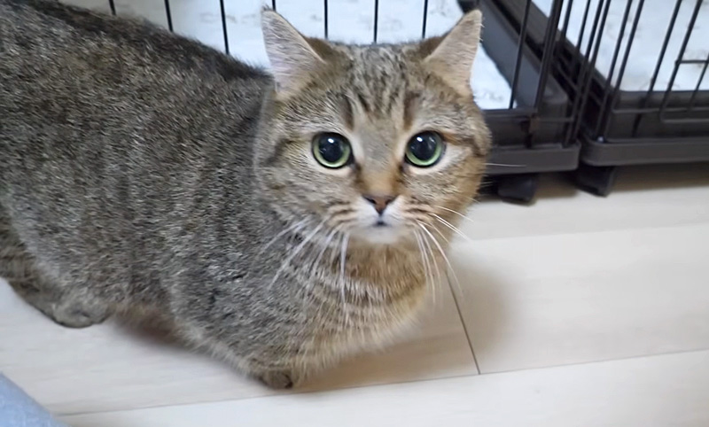 かまって欲しい母猫