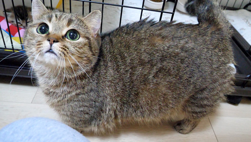 かまって欲しい母猫