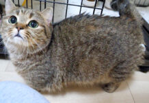 かまって欲しい母猫