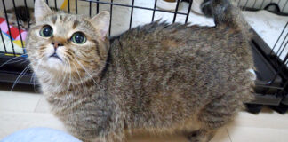 かまって欲しい母猫