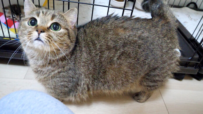 かまって欲しい母猫