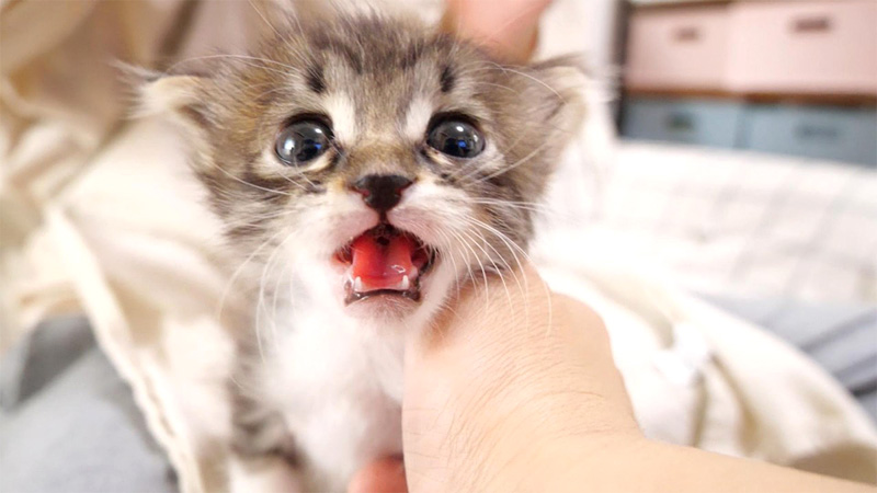 急かしてくる子猫