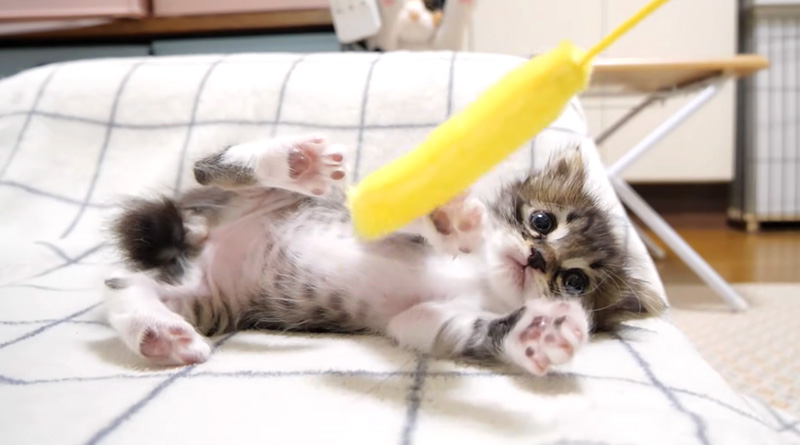 まったり遊ぶ子猫