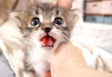 急かしてくる子猫