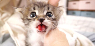 急かしてくる子猫