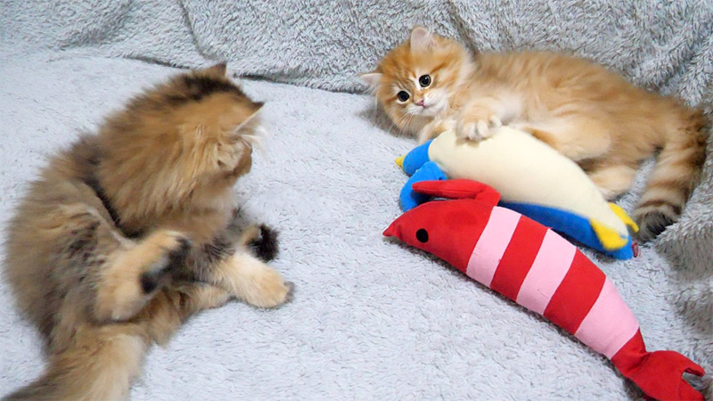 ケンカをやめる子猫達