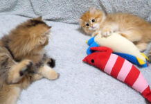 ケンカをやめる子猫達