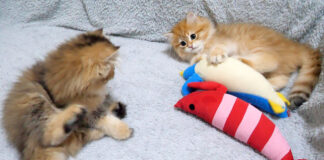 ケンカをやめる子猫達