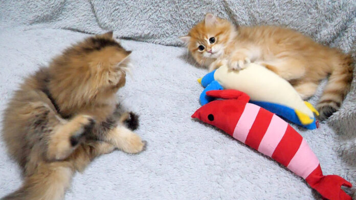 ケンカをやめる子猫達