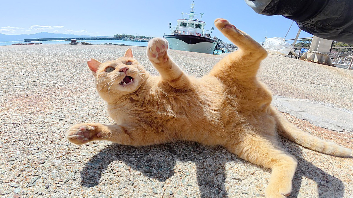 後輩を執拗に追い回していた茶トラ猫が、キジトラボスに怒られる