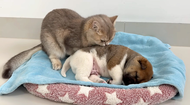 子犬に寄り添う猫