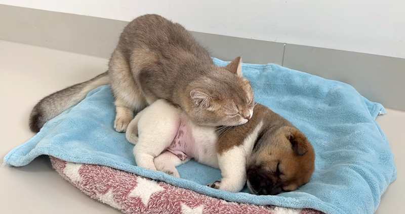 子犬に寄り添う猫