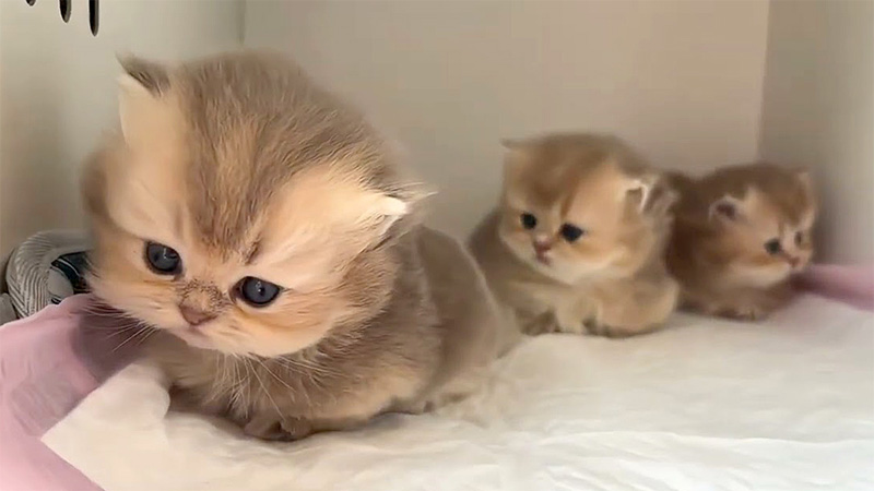 丸くなる子猫達