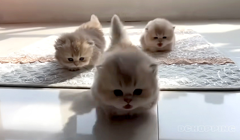 向かってくる子猫達