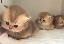 丸くなる子猫達