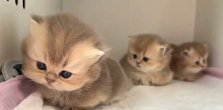 丸くなる子猫達