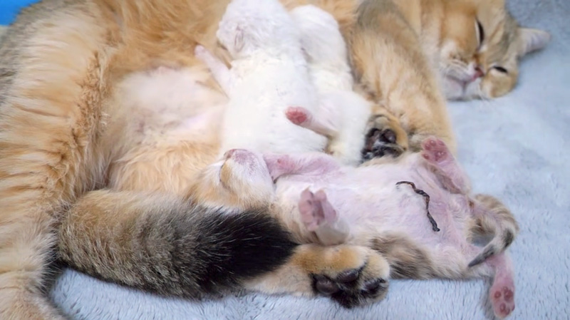 転がり落ちちゃった子猫