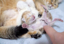 ミルクを取り合っていたら、転がり落ちちゃった赤ちゃん猫が妙に可愛かった♡ お腹をナデナデされる子猫