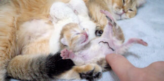 お腹をナデナデされる子猫