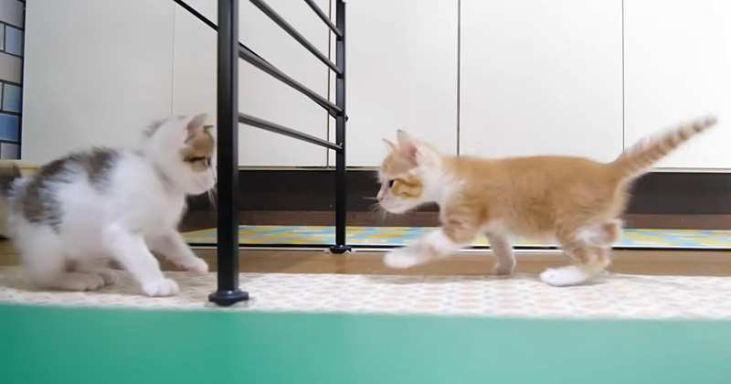 遊び回る子猫達