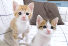 遊び回る子猫達