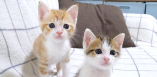 遊び回る子猫達