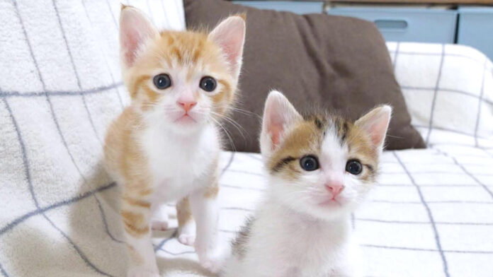 遊び回る子猫達