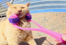 フェイスマッサージされる猫