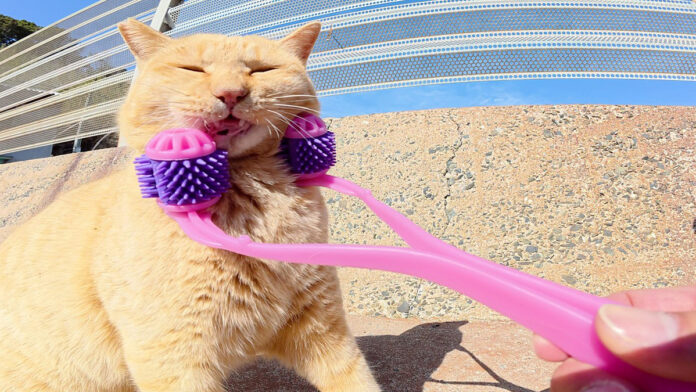 フェイスマッサージされる猫