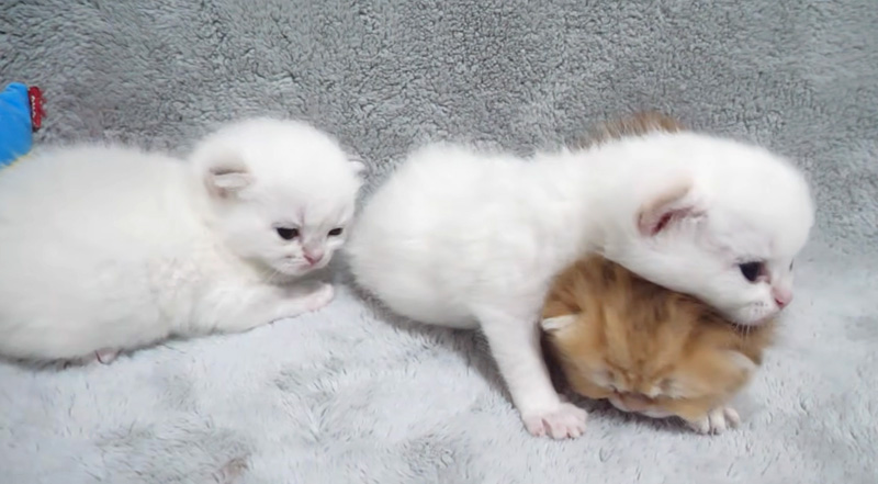 団子状態の子猫達