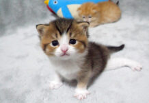 兄弟そっちのけの子猫