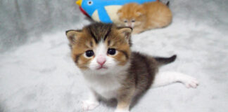 兄弟そっちのけの子猫