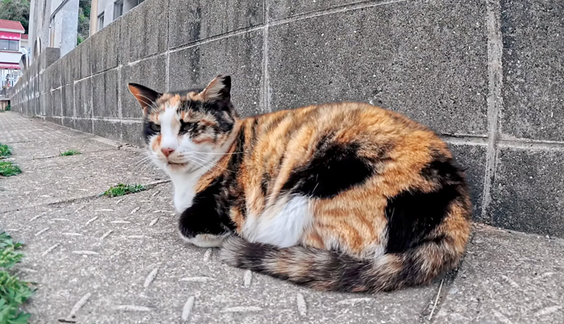 毎回挨拶してくれる猫