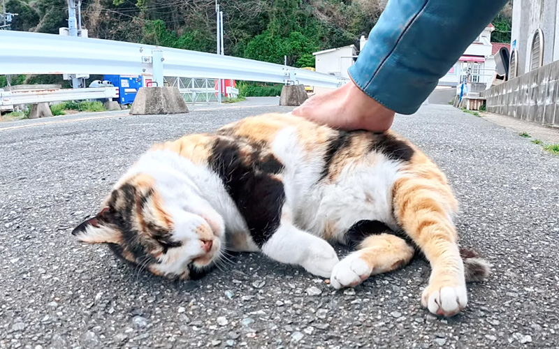 ナデナデされる猫