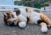 毎回挨拶してくれる猫