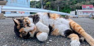 毎回挨拶してくれる猫
