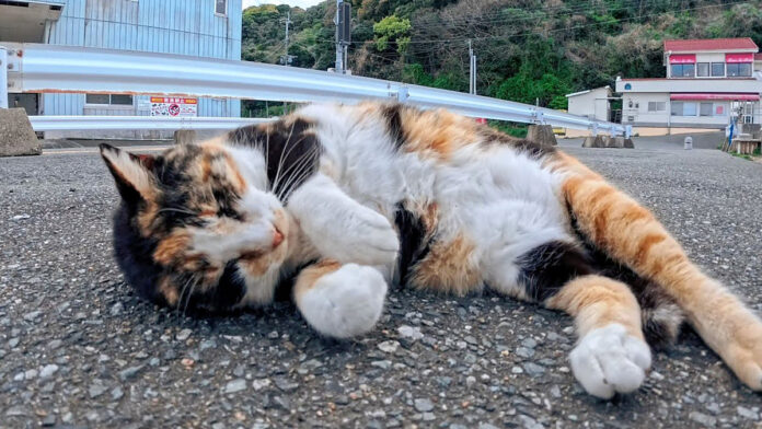 毎回挨拶してくれる猫