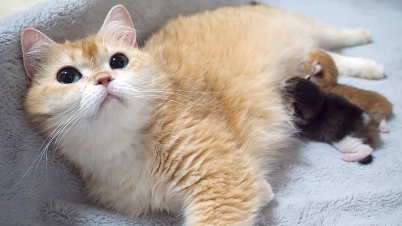 ミルクを飲む子猫達