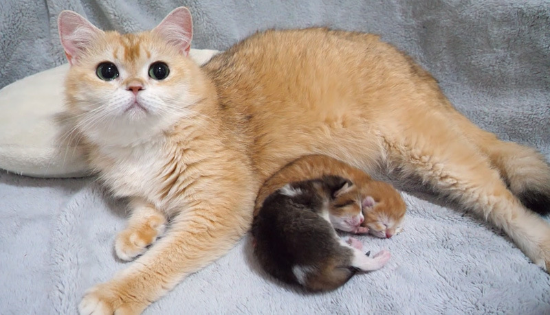 母猫にくっついて眠る子猫達