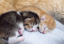母猫にくっついて眠る子猫達