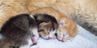 母猫にくっついて眠る子猫達