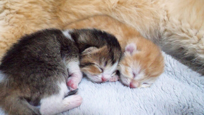 母猫にくっついて眠る子猫達