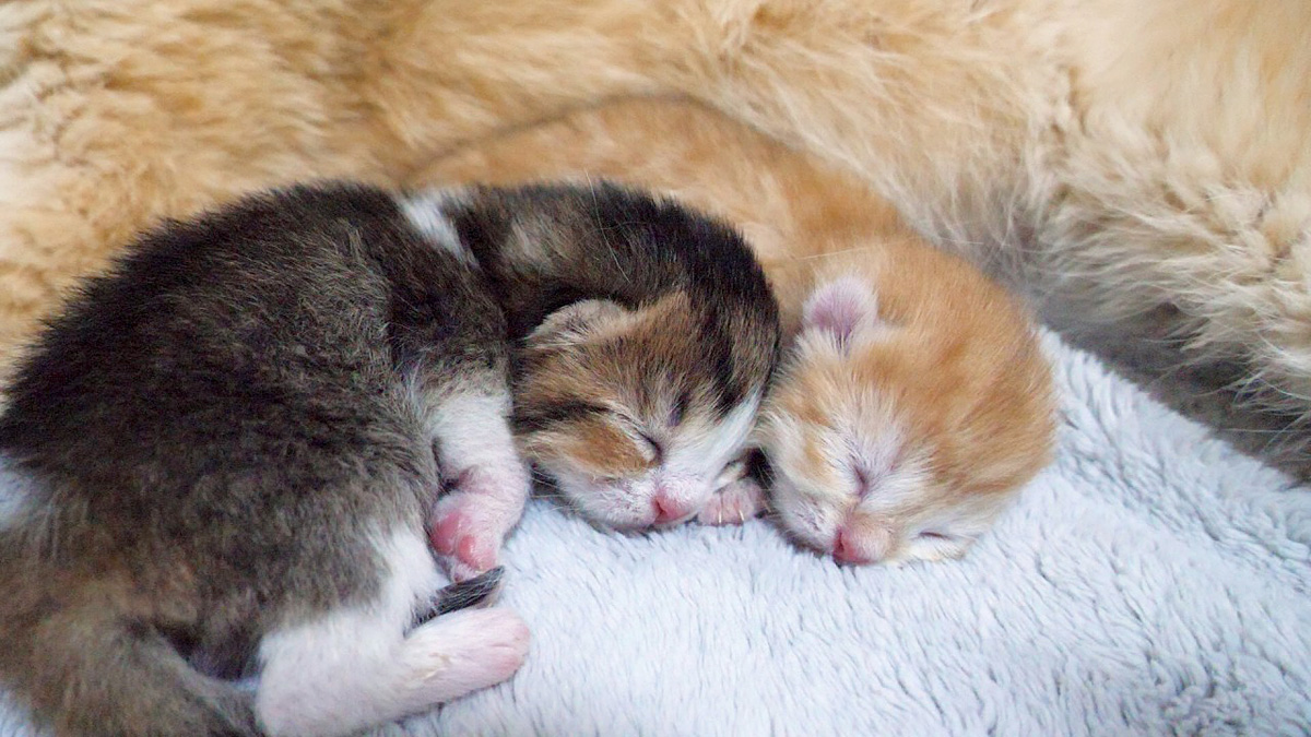 ねこママ ママ猫にくっつくとすぐ眠ってしまう赤ちゃん猫達の可愛い姿に癒される