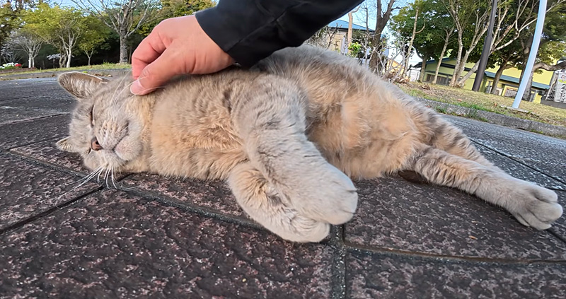 ナデナデを堪能する猫