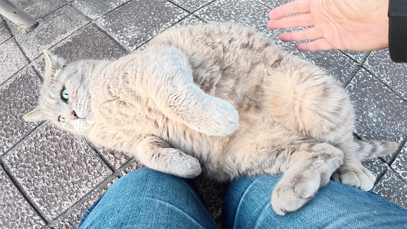 転がりながら甘える猫