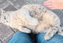 転がりながら甘える猫