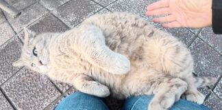 転がりながら甘える猫